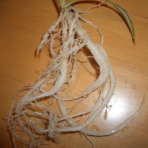 オリヅルランの根