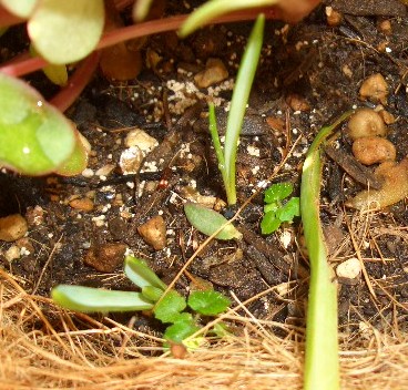 ムスカリの新芽とこぼれ種のマラコイデス