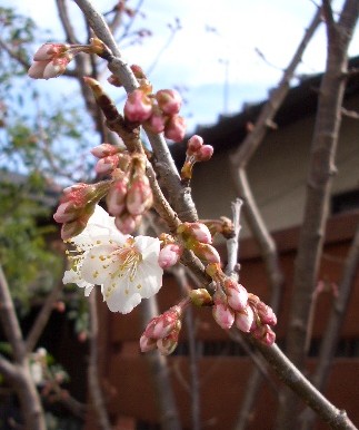 桜桃開花