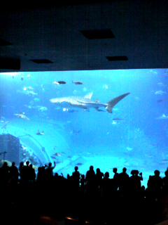 美ら海水族館大水槽のジンベイザメ