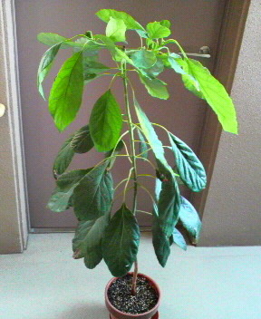 アボカドの木実生２年２ヶ月